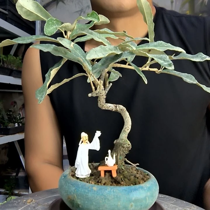 灵*中青园艺一物一拍28