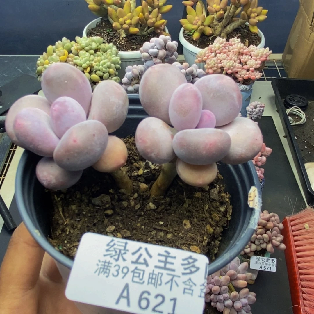 621彩虹奶多肉7c m