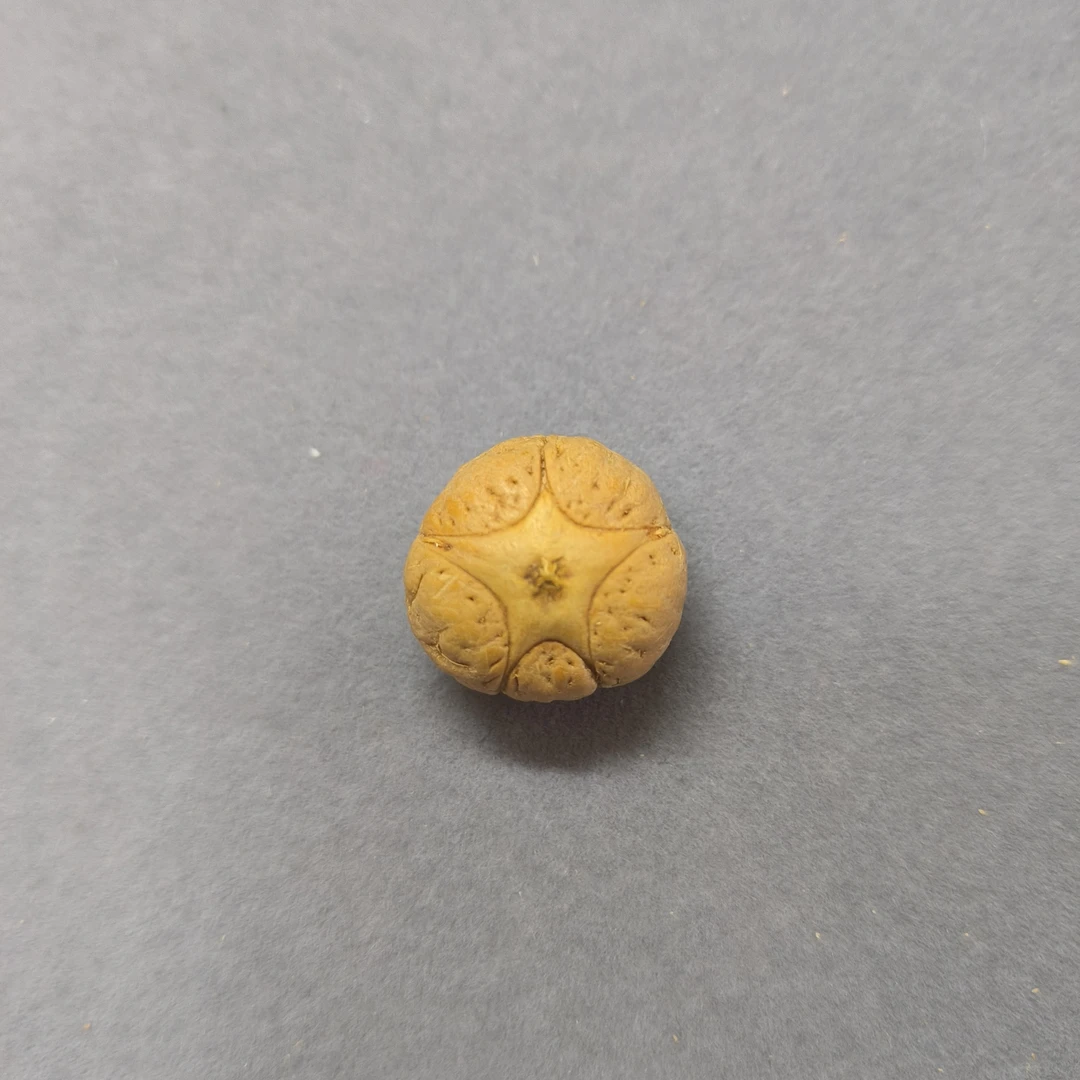 【WF520044】直径20mm厚15mm五星单颗尼泊尔凤眼菩提