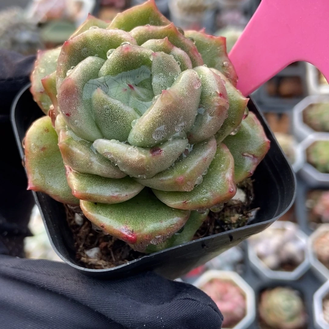 5白玫瑰石化多肉植物