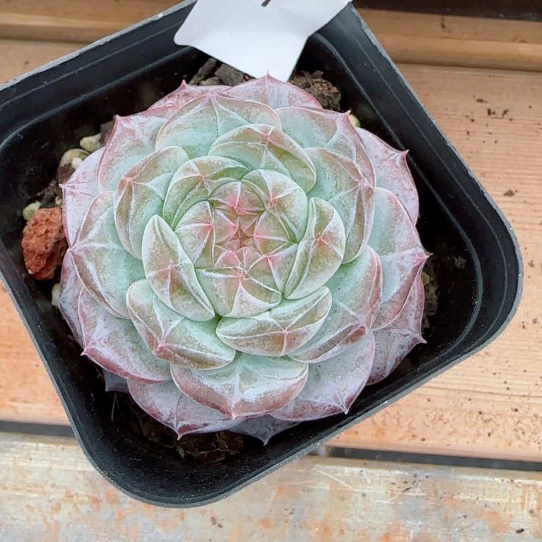 薰衣草，3791多肉植物