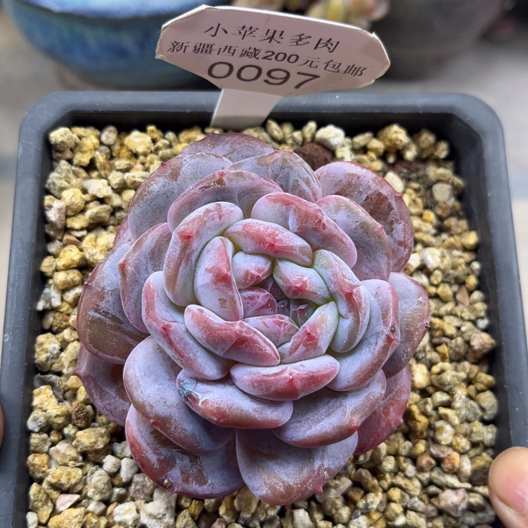 绿底紫心097/8cm单头