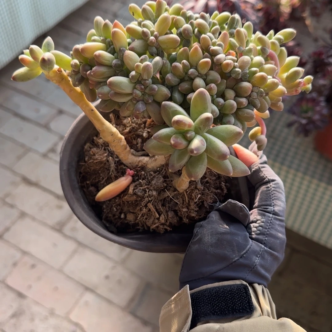 无花朵千代田缀化