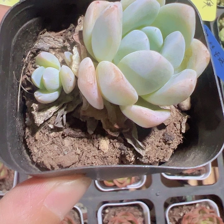 太妃糖精品多肉植物大战