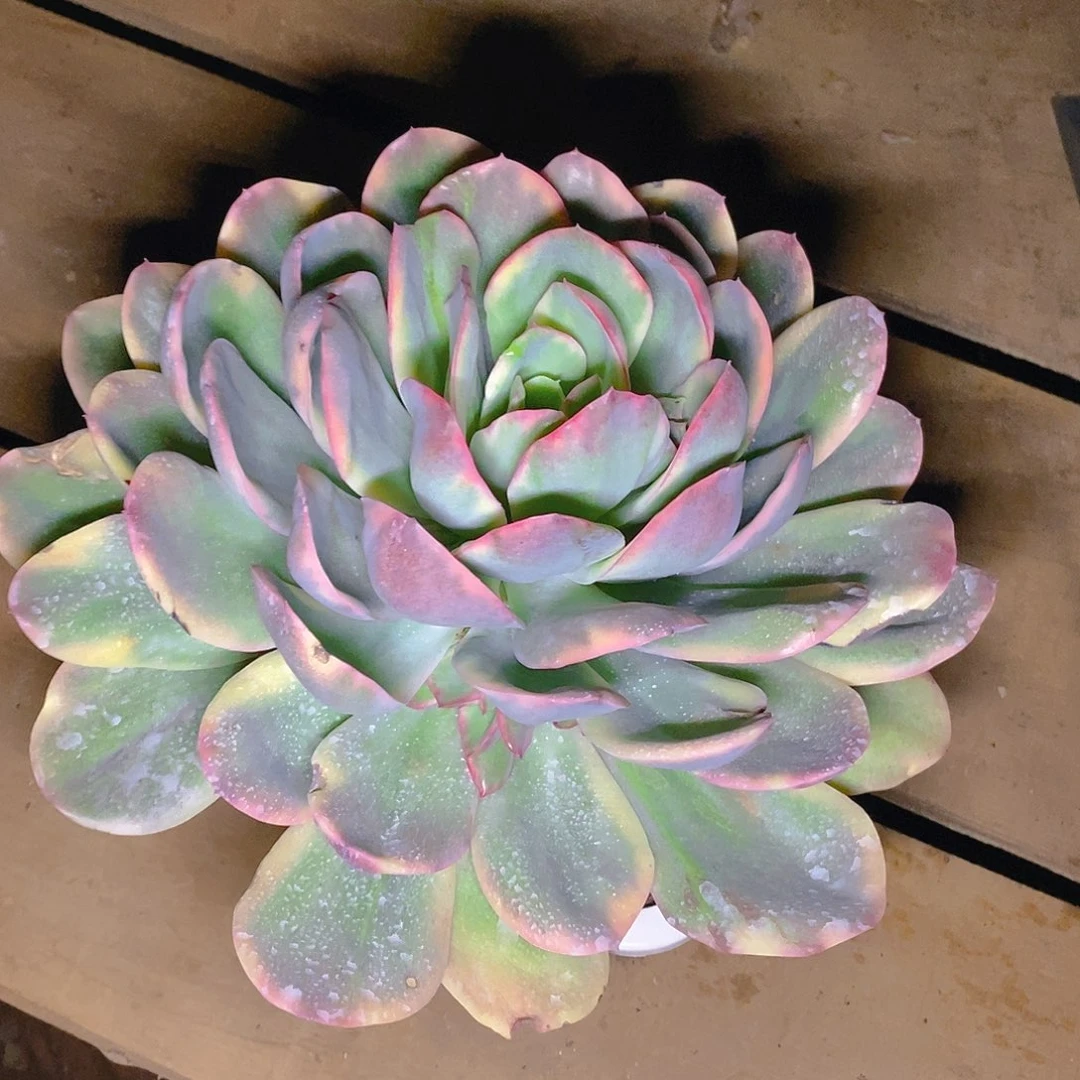 有植物大单头带仔景