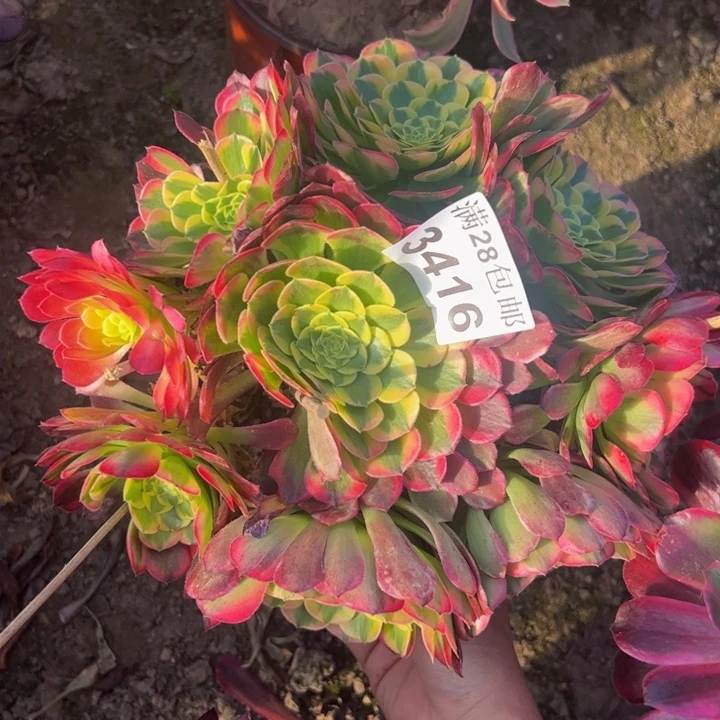 3416朝霞多肉植物