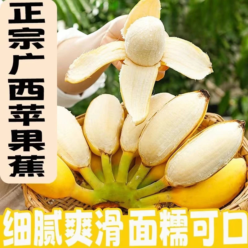 【产地直发1】正宗广西苹果蕉产地直发3斤5斤  时令新鲜水果 香蕉