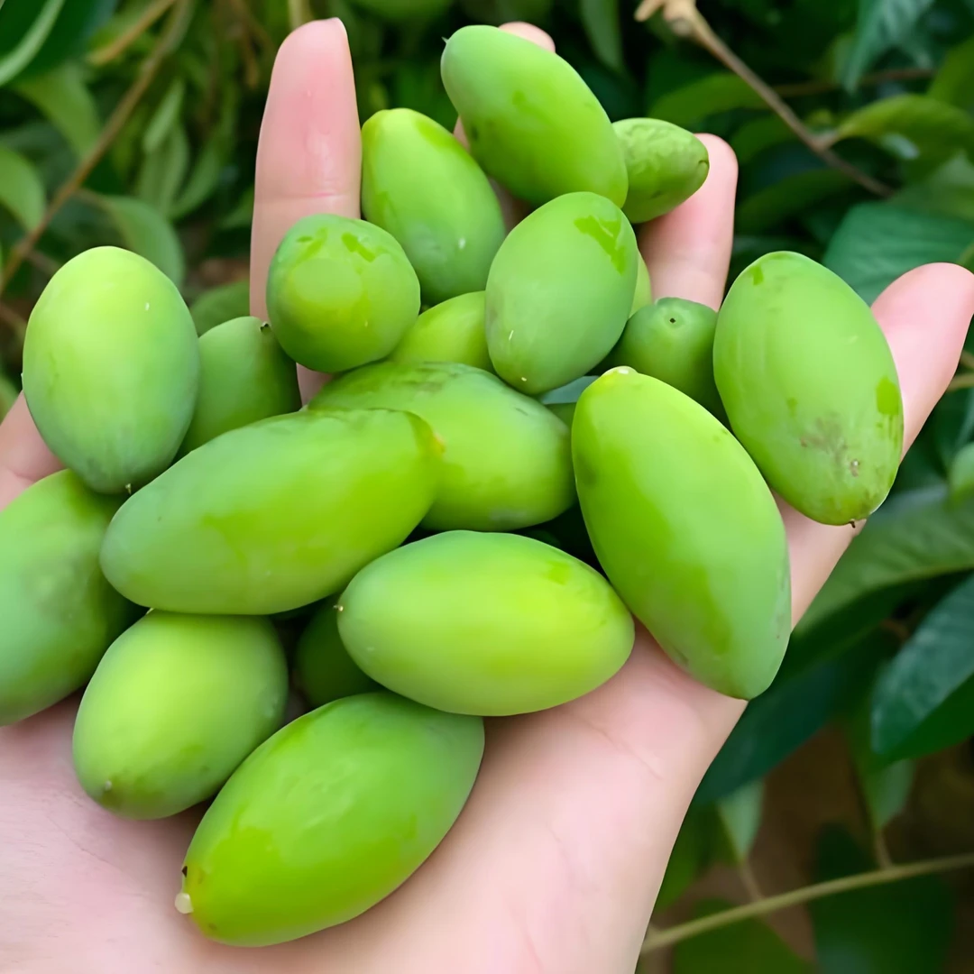 2025年福建新鲜现摘原味嫩脆青橄榄回甘可生吃可煲汤