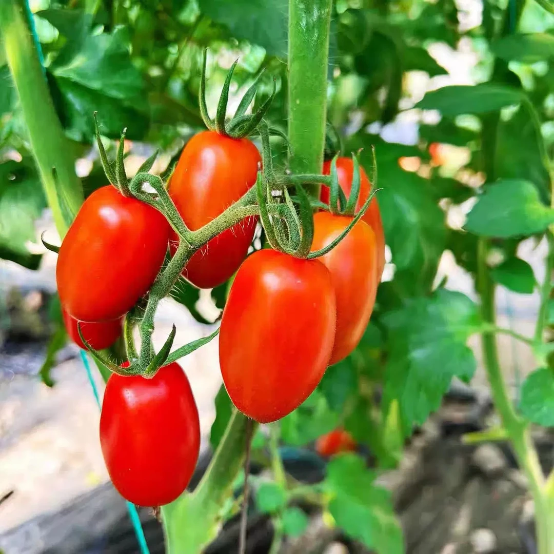 【新发地甄选】丹东碱地花生柿孕妇可吃应季水果顺丰包邮花生柿辽宁省辽宁省丹东市