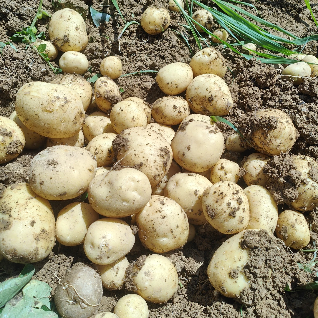 湘西露天黄心土豆