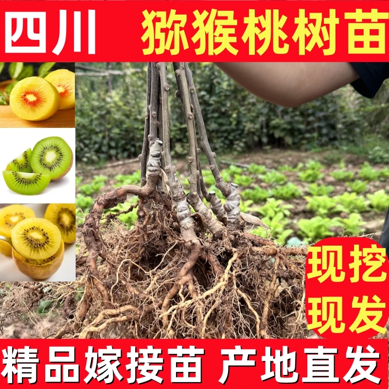 四川红心猕猴桃树果苗南方水果树苗大全种植盆栽地栽软枣弥猴桃苗