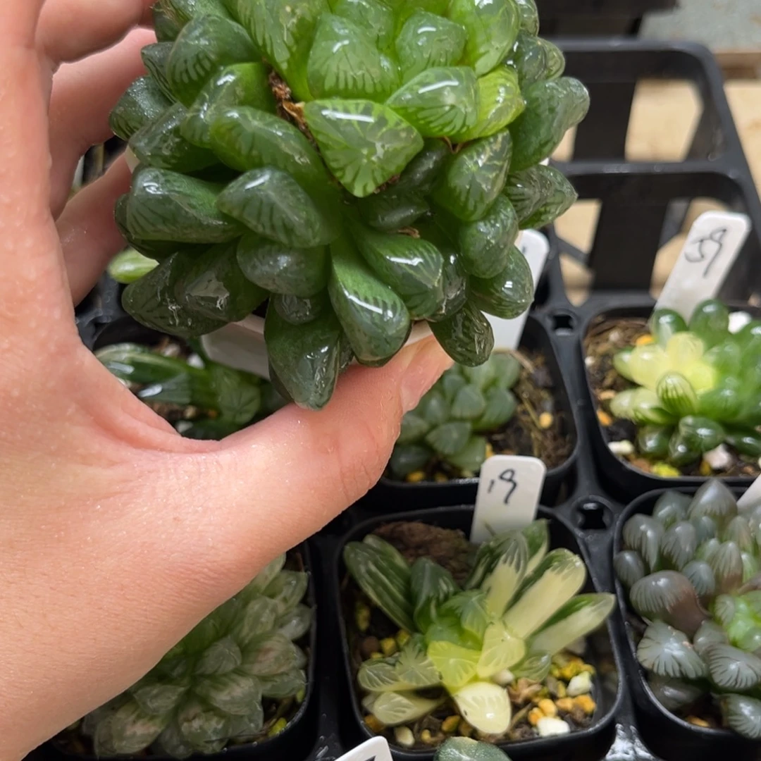 42群生玉露一物一拍