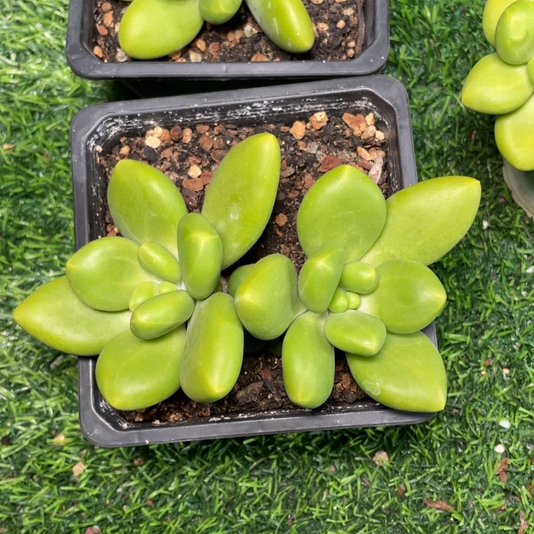 双头带崽芒果奶多肉植物