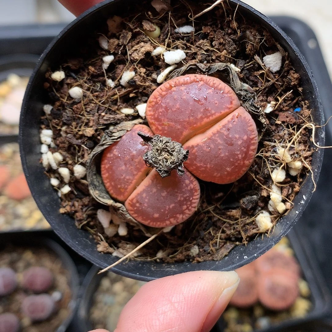 P11多肉植物保护