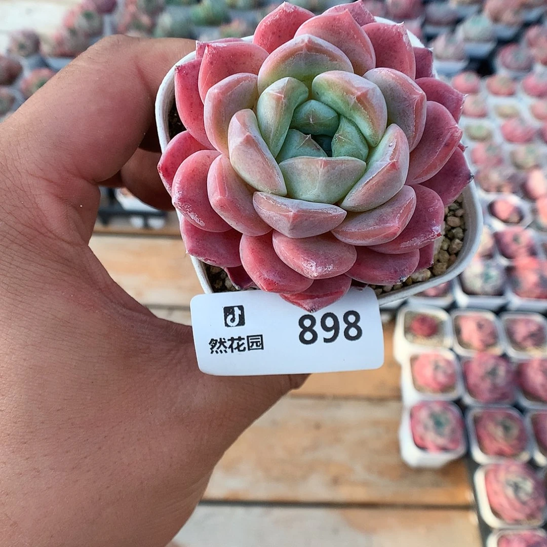 898玉魄多肉植物6666