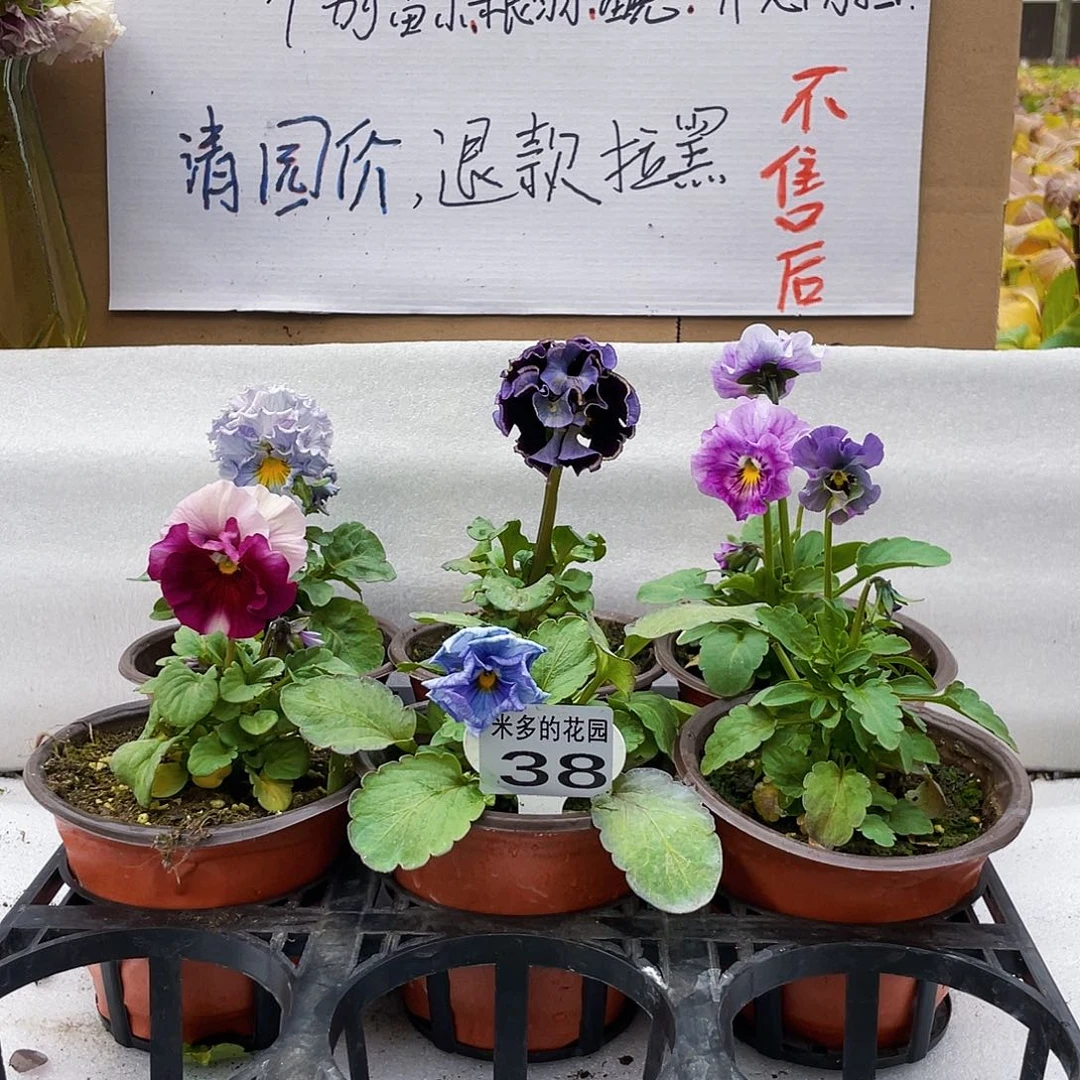 大部分花苞少量开放38