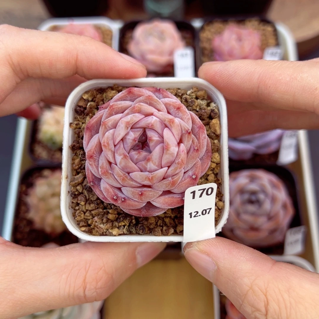 好好看170、哈哈哈哈哈