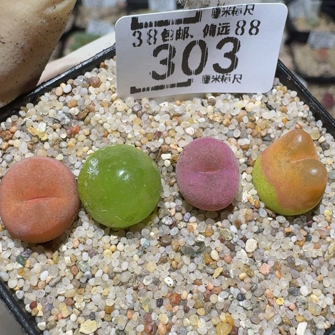 Zzzzz精品生石花303