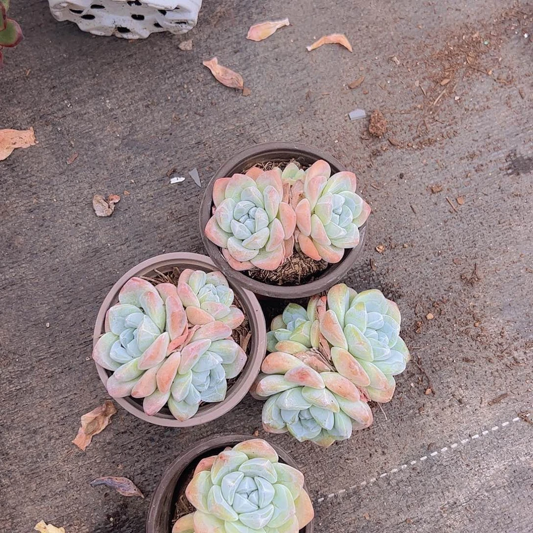 冰玉玉蝴蝶精控多头四盆9cm