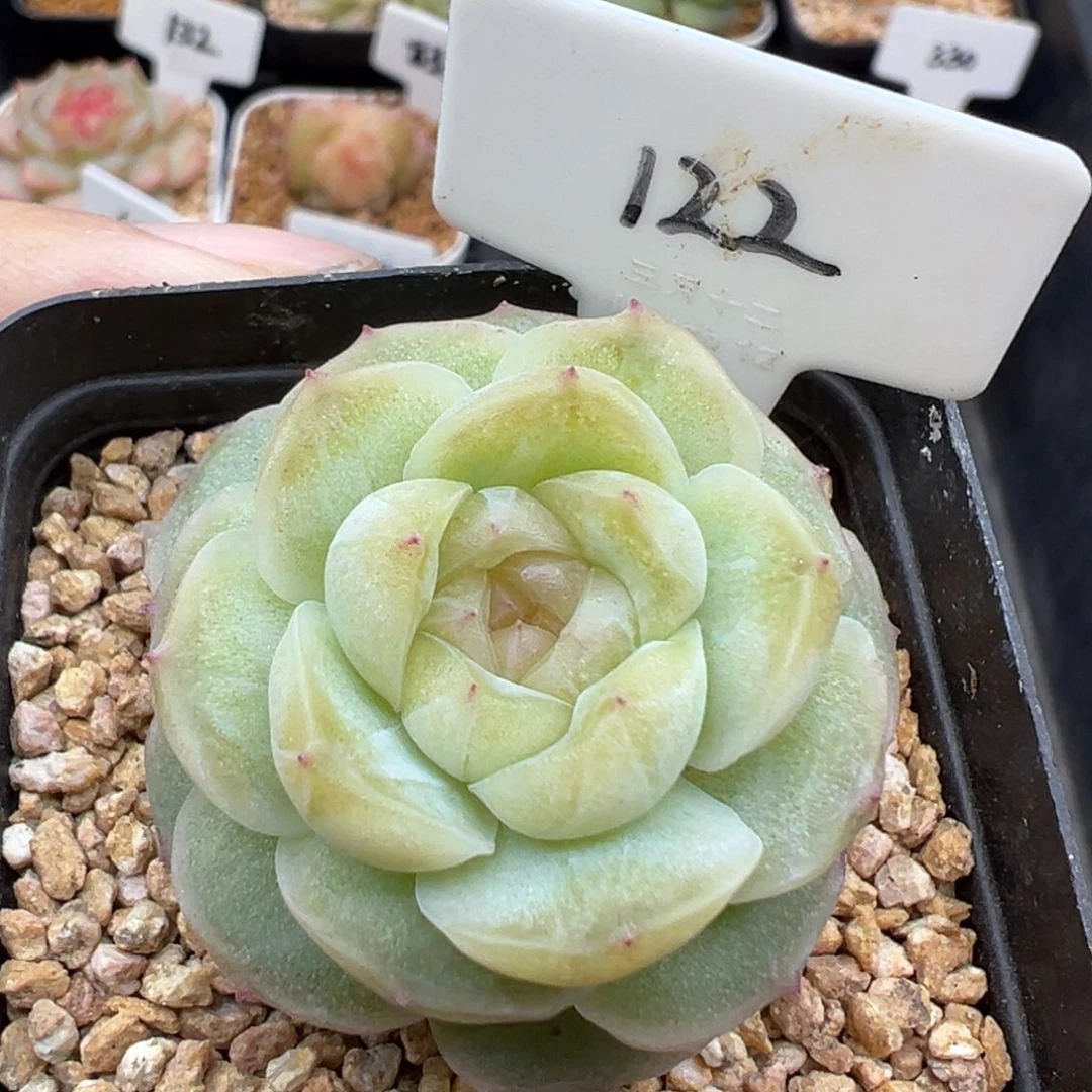 122号风花雪月系列流光