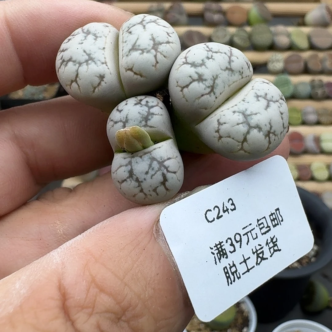243多肉哈哈哈哈哈哈