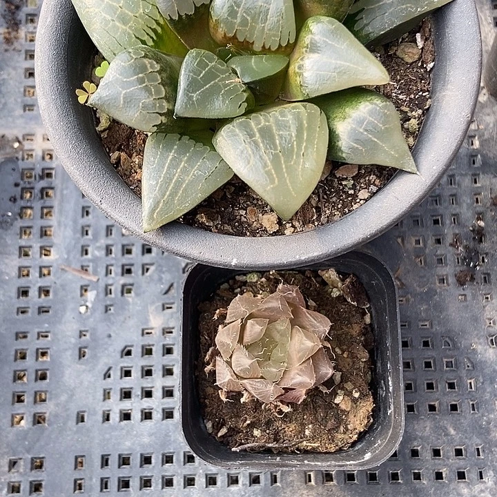 延***康多肉植物一物一拍