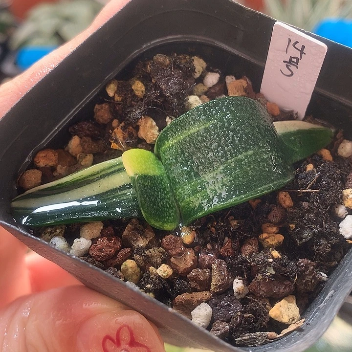14号卧牛锦一物一拍