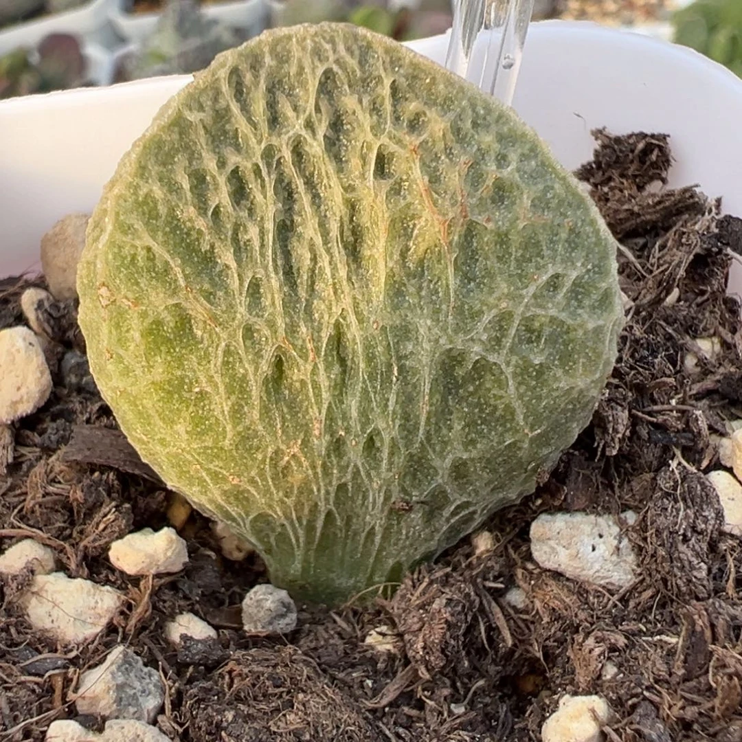 菲洛米娜大苗多肉植物水泡