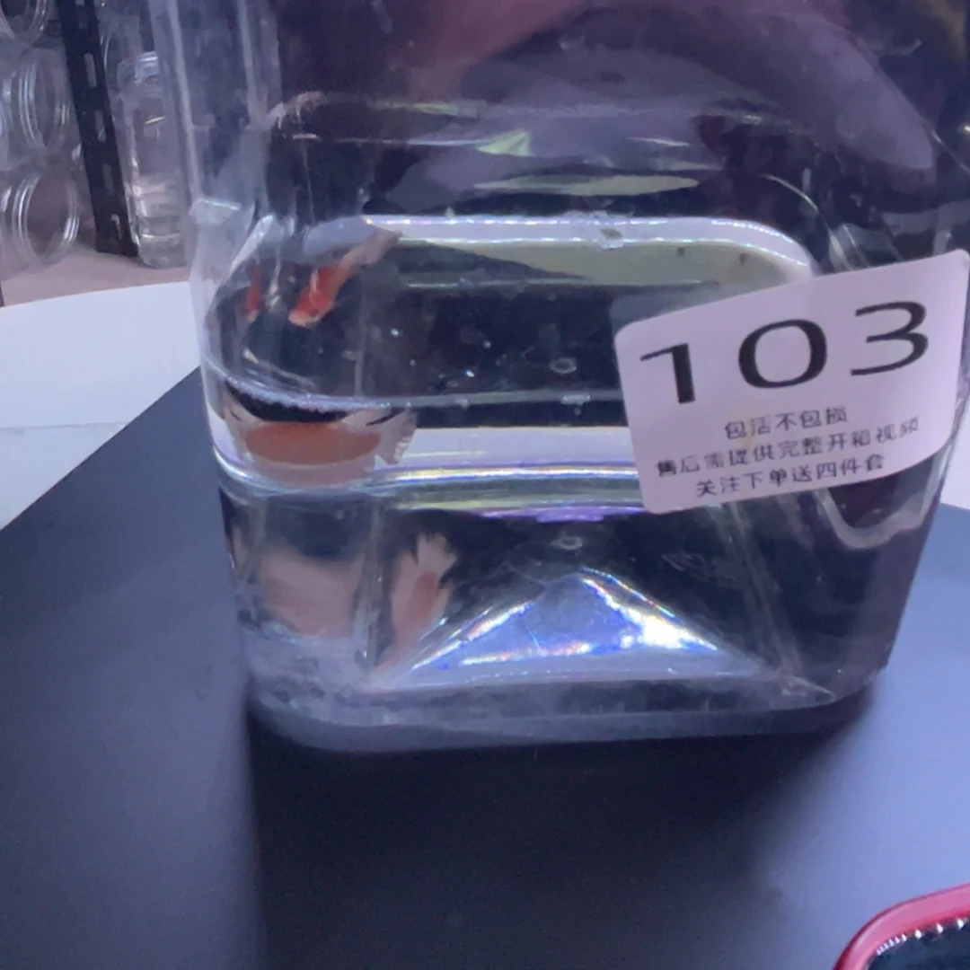 斗鱼泰国斗鱼103号