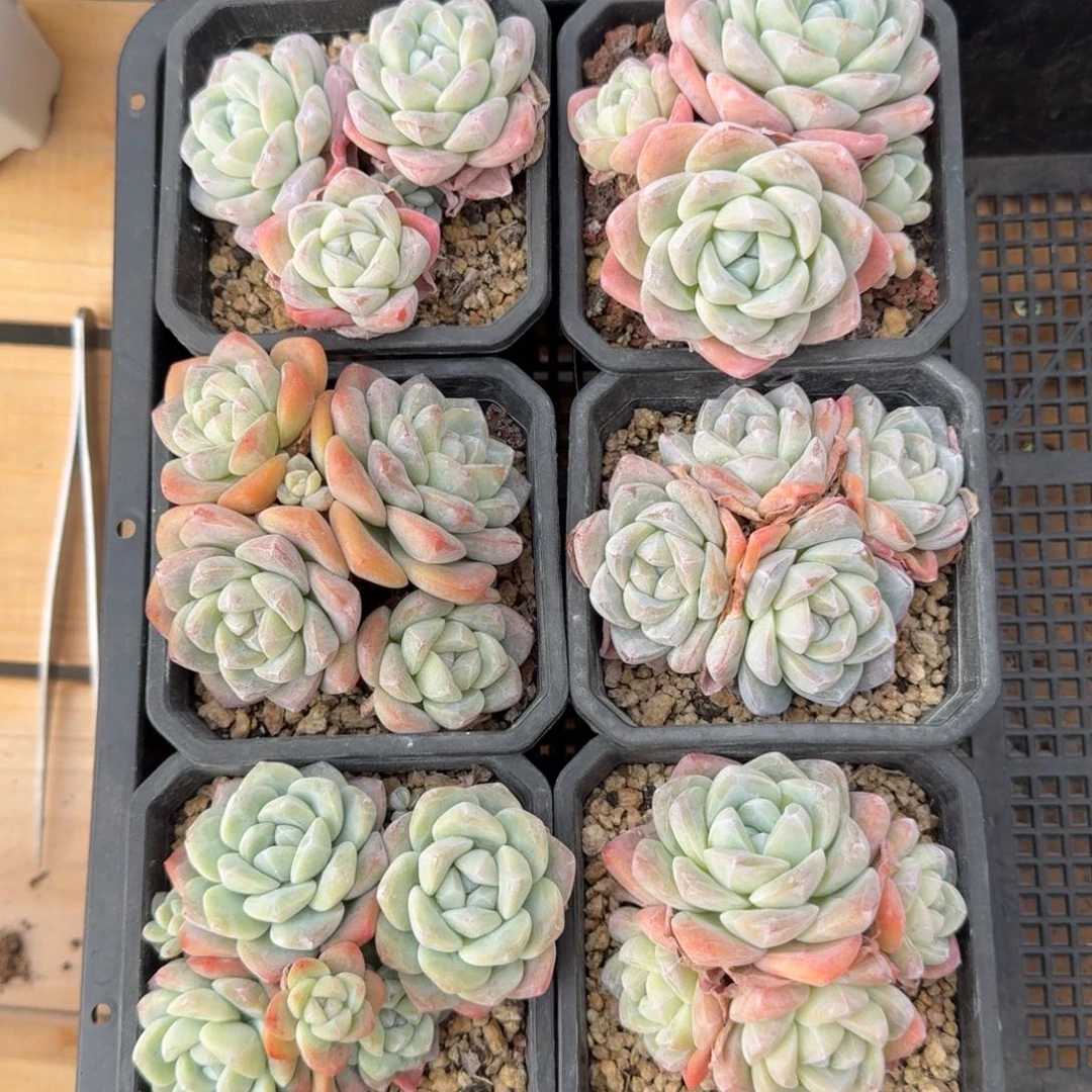 6颗一起一物一拍的