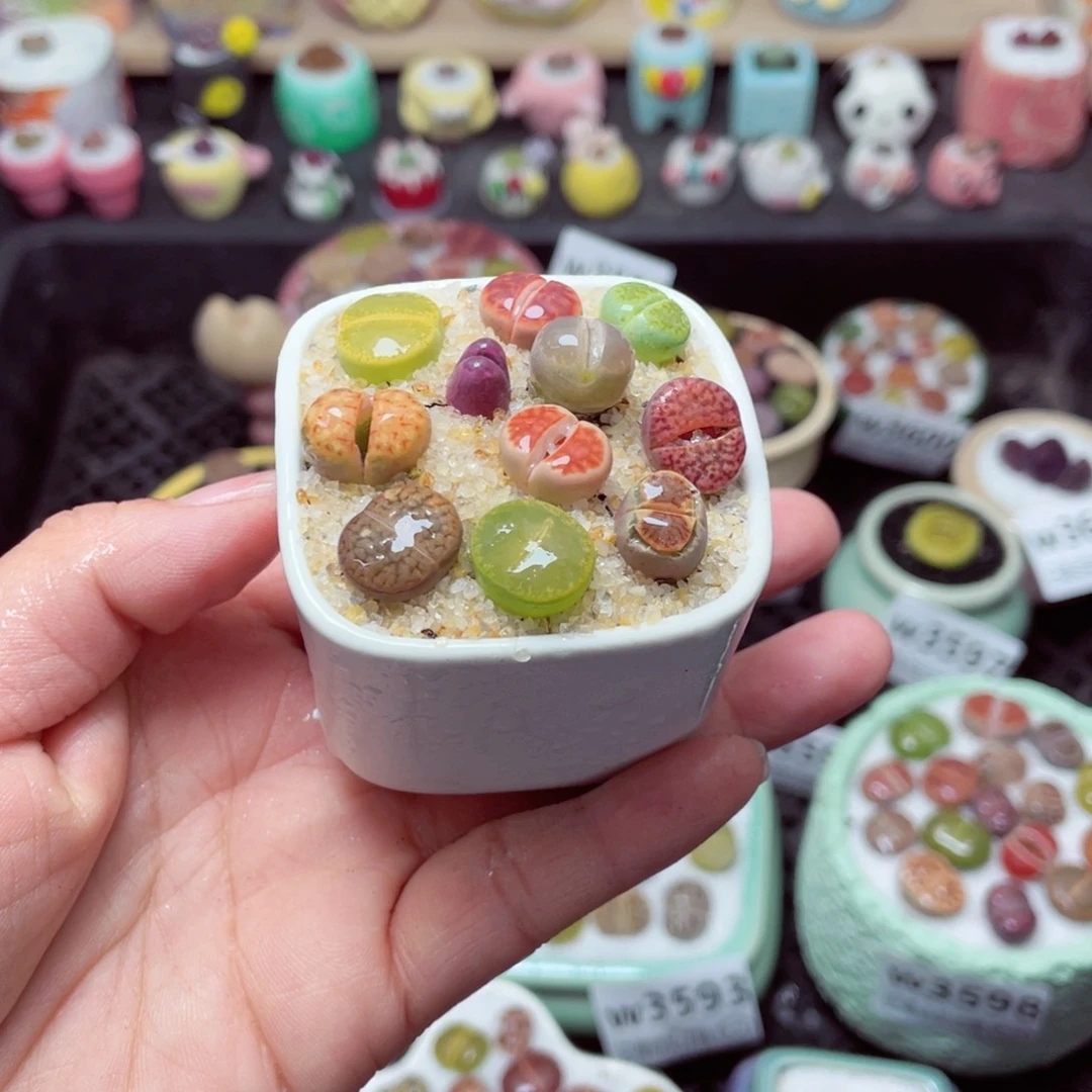 w3605 带盆土发货-零下地区拍保温箱