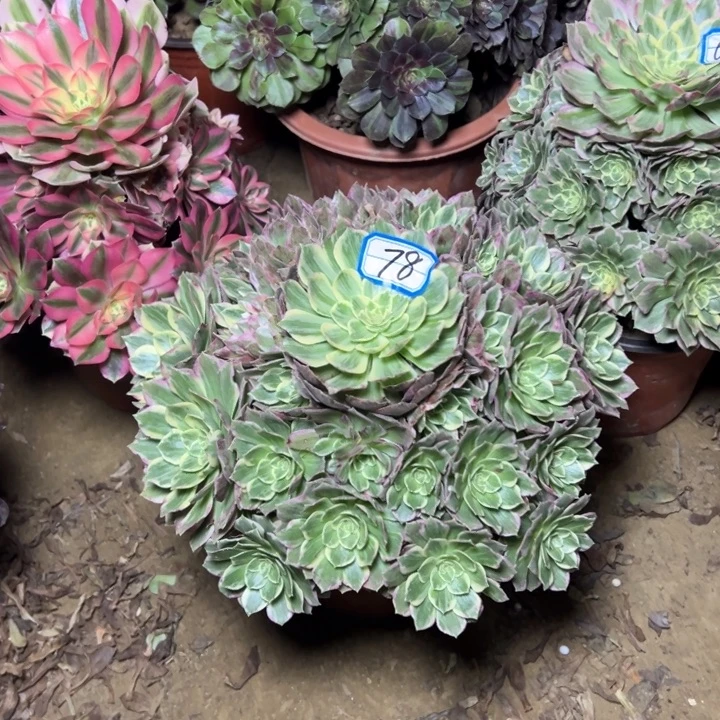 多肉植物万彩灯法师78