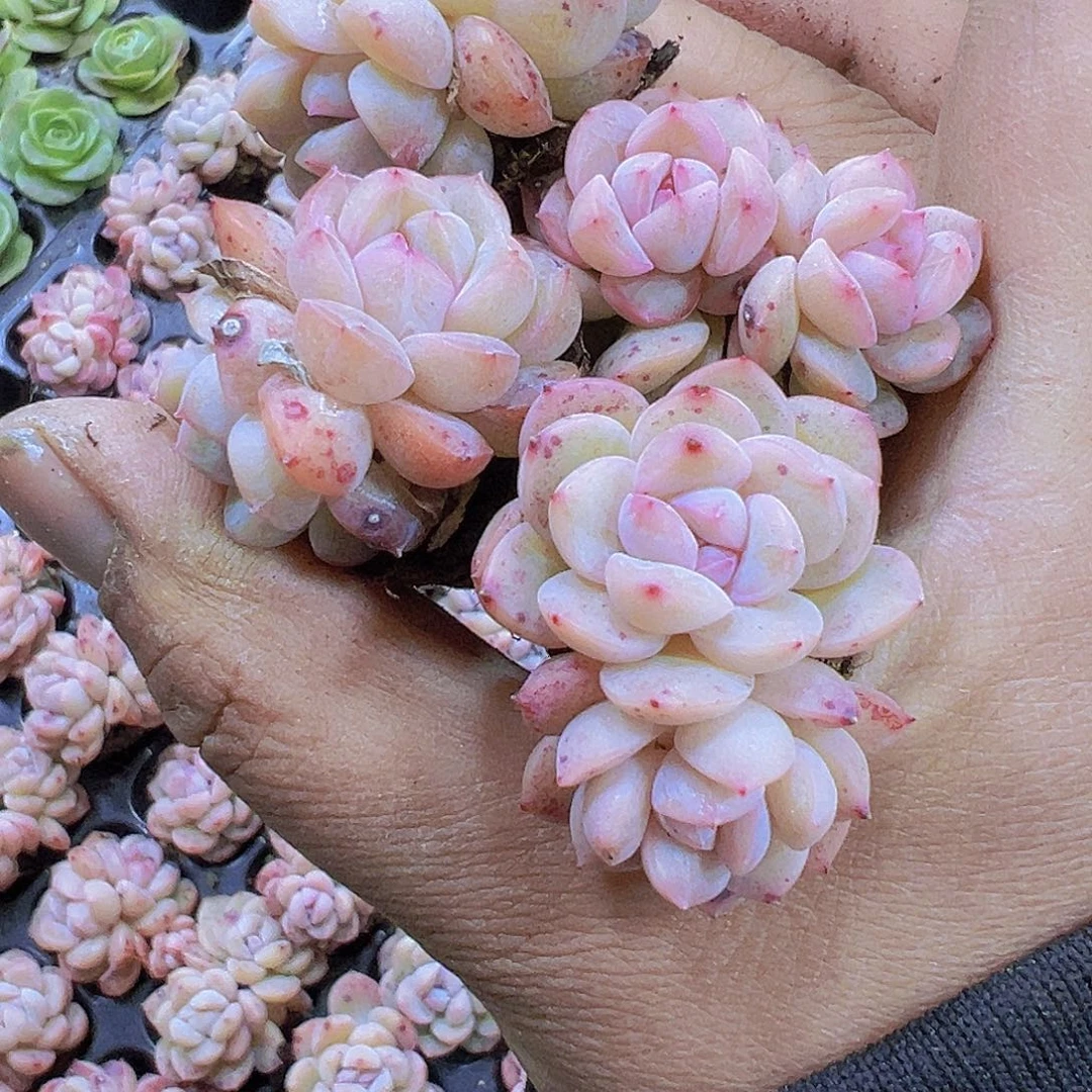 特梦2双头3个19包邮