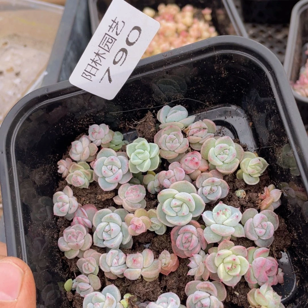 多肉植物多肉植物790