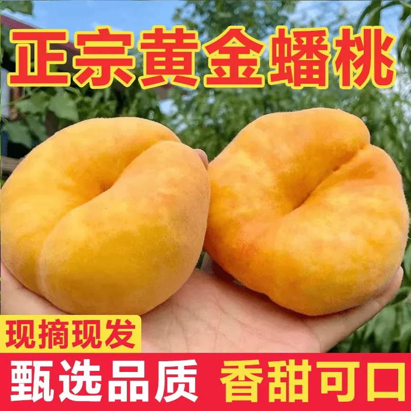 蒙阴黄金蟠桃黄毛桃脆甜多汁水蜜桃黄桃新鲜彩虹蟠桃5斤带箱