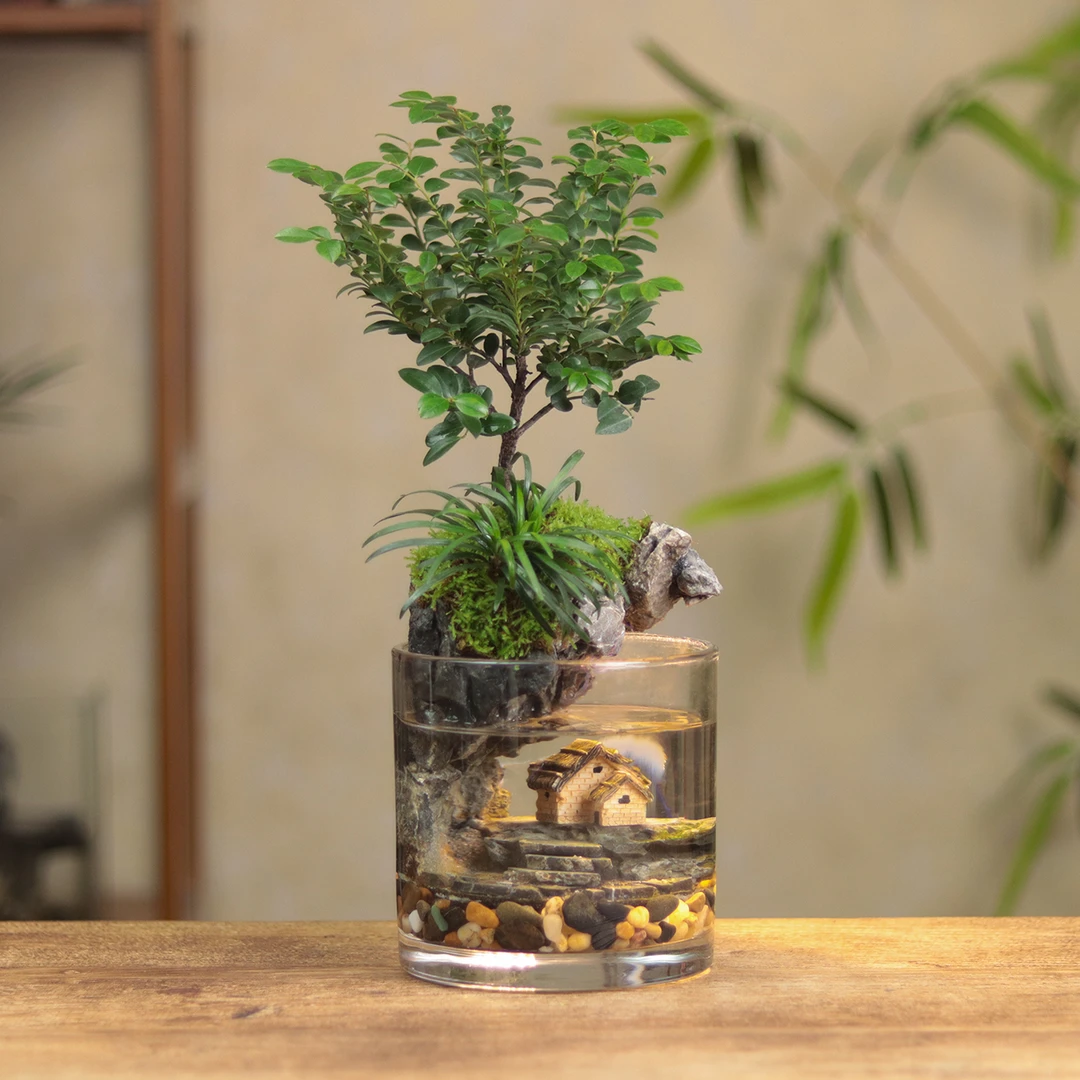 [隐居新]小叶紫檀翠兰可拆洗绿植国风禅意摆件鱼缸12*12cm送灯