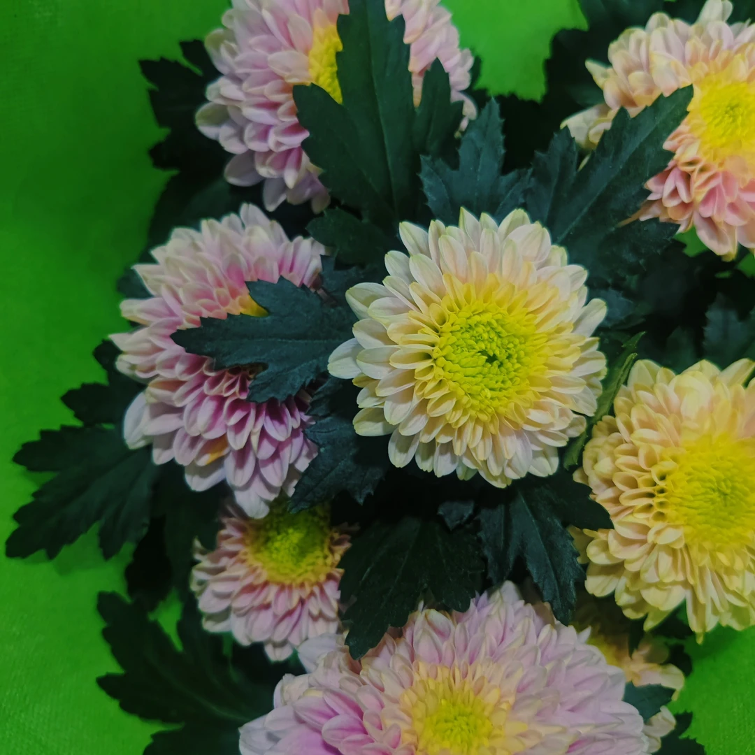 重瓣变色阳台耐高温小雏菊