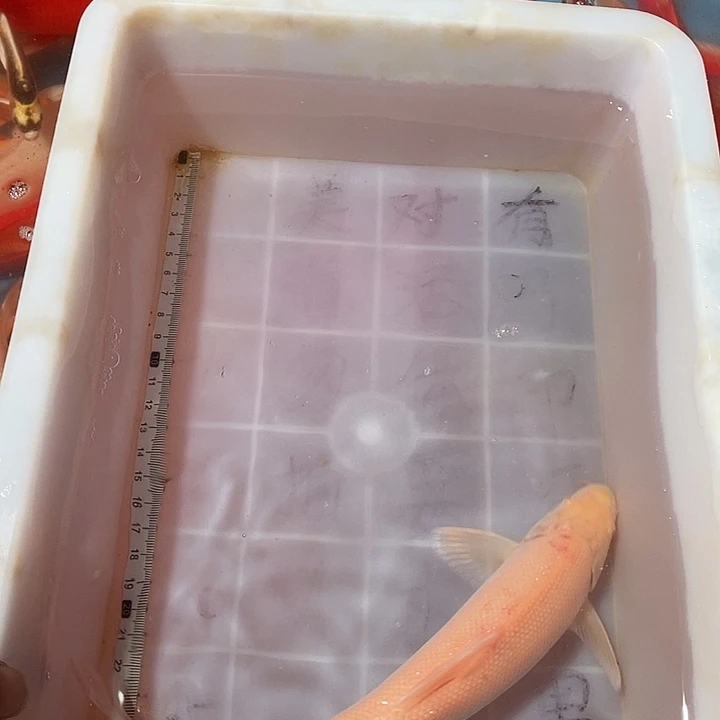 蝴蝶鲤鱼渔场直发175