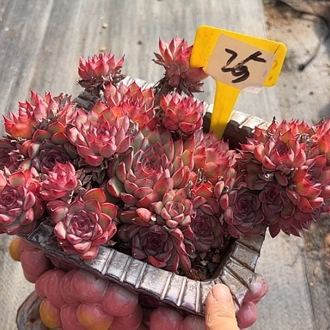 25荷花一个脱土多天