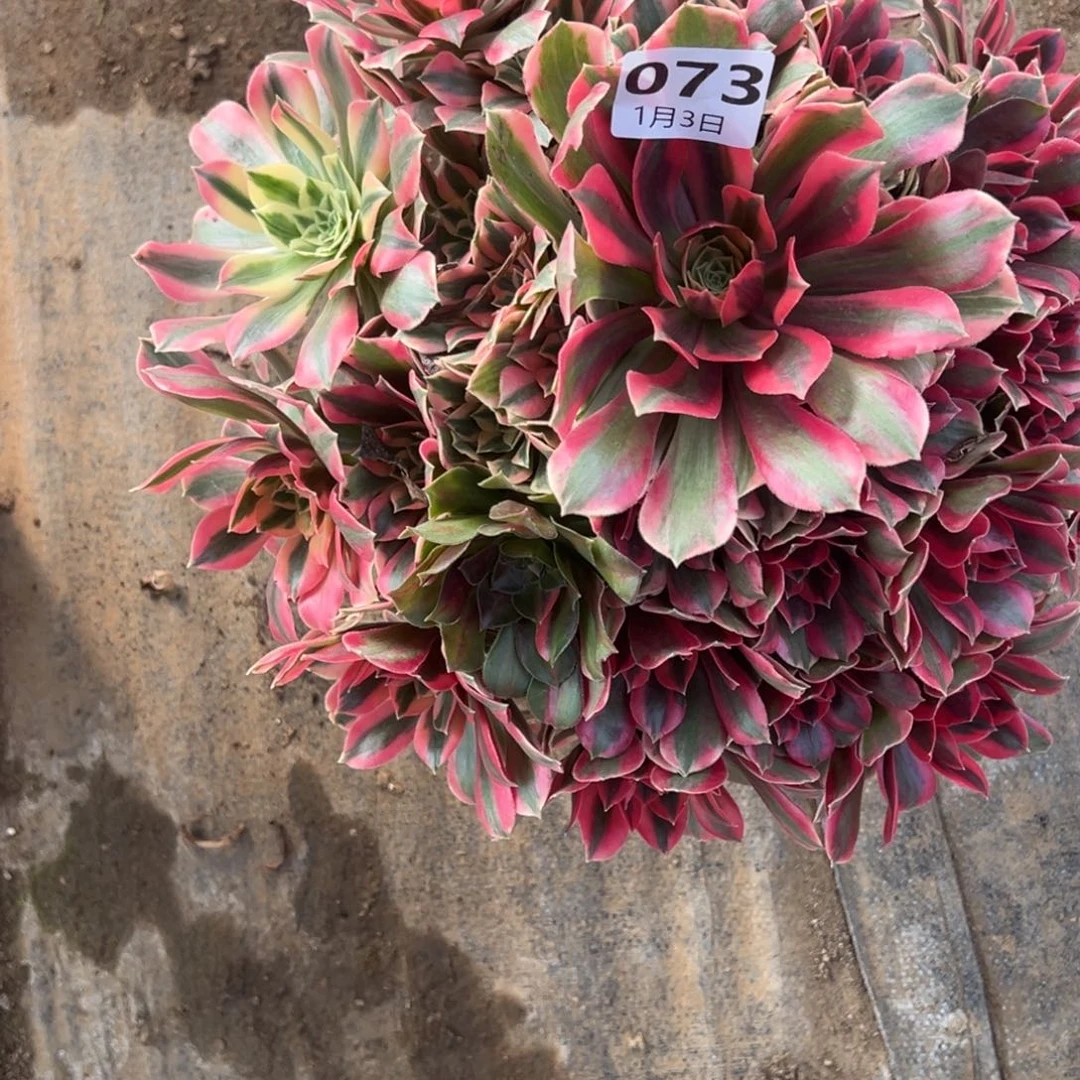 1.3/73女妖多肉植物