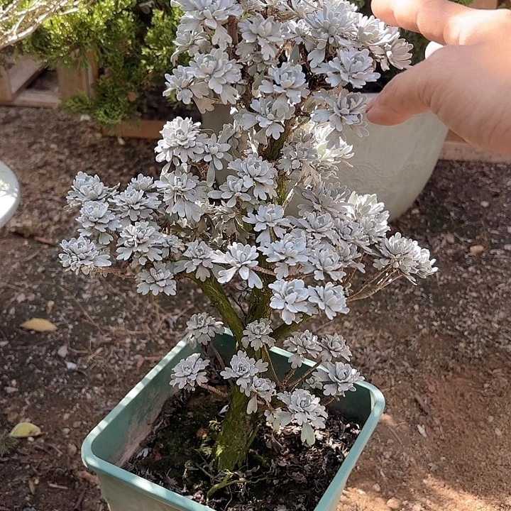 灵***处带土球发货哈哈哈