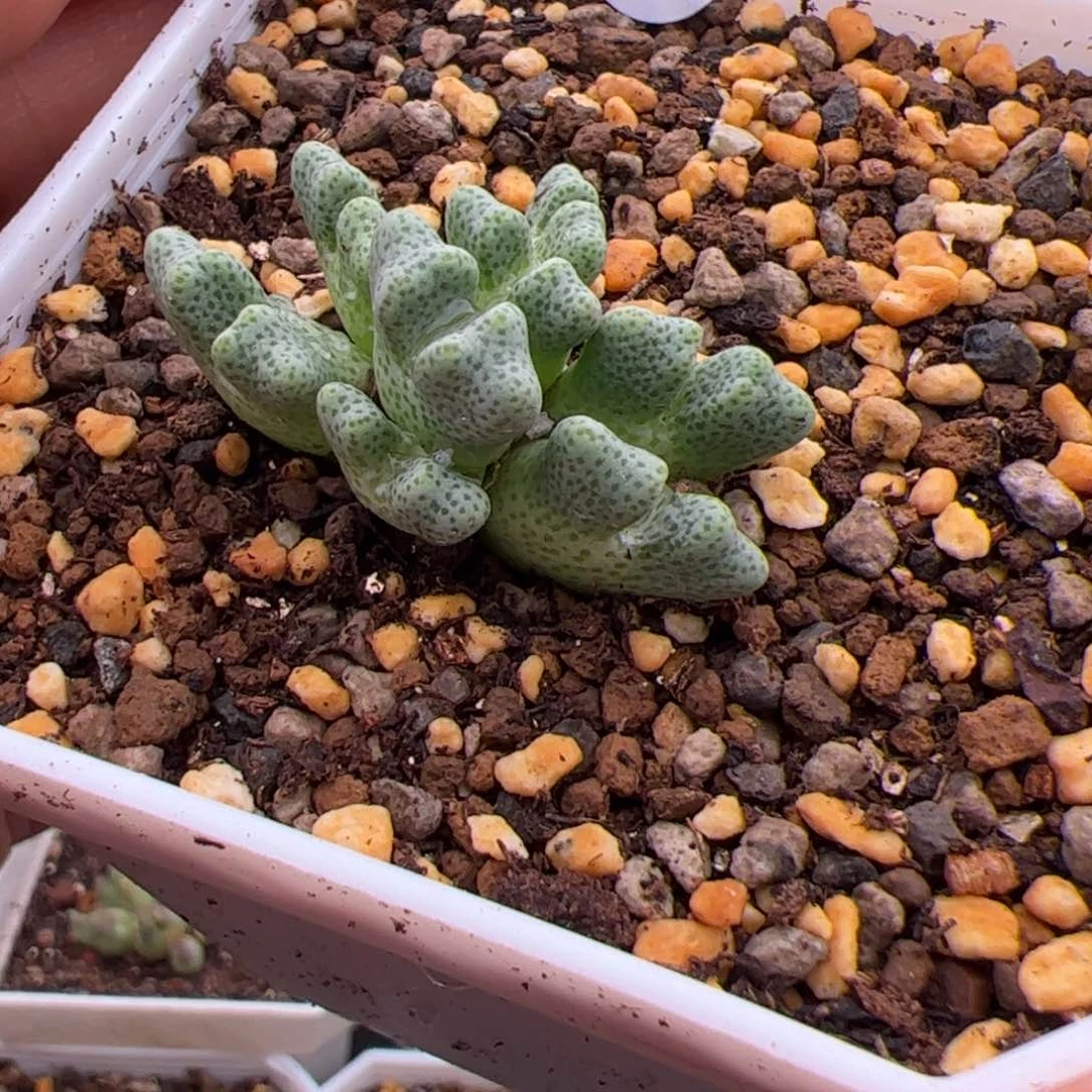 7.6鹿角斑马多肉植物37