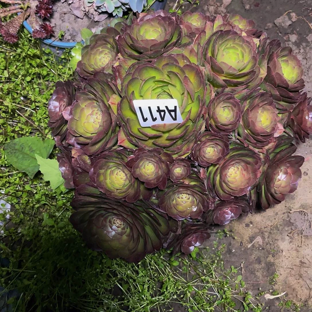 抹茶法师15/-8包邮法师