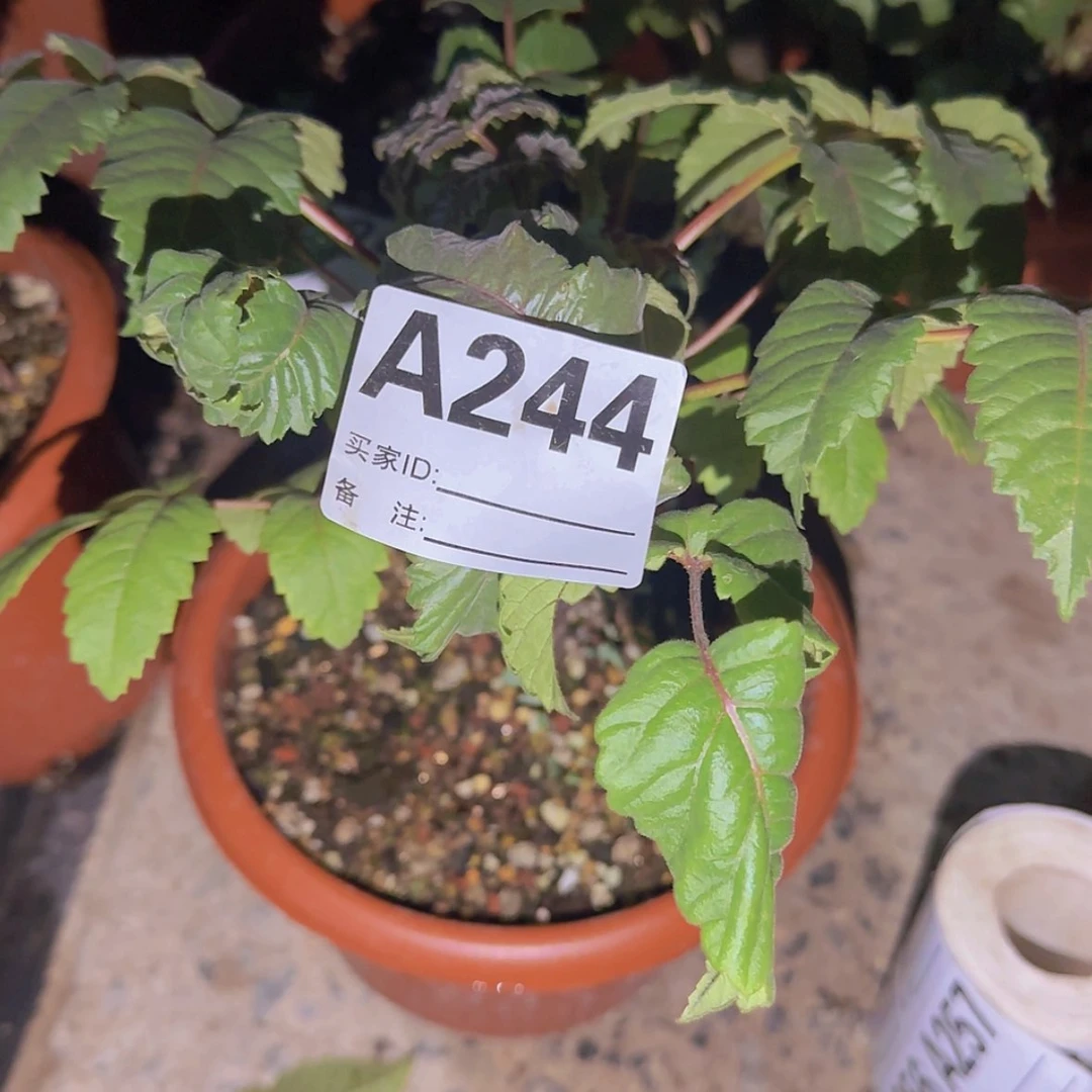 【闪购商品】普**人块根植物