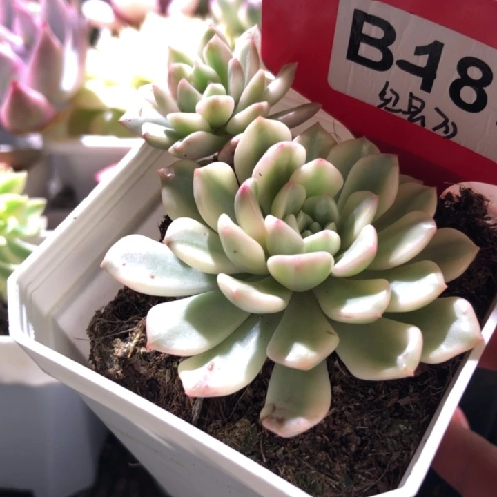 红宝石覆轮锦双头有根