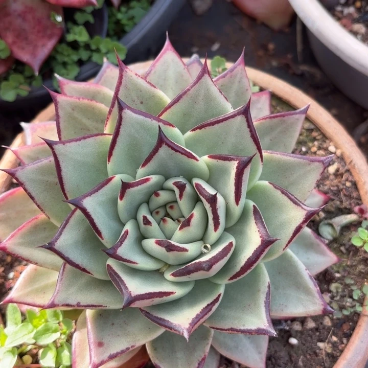 乌木白底。15。