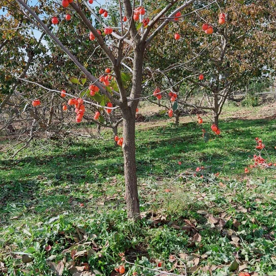 九***七无花朵火罐柿子树