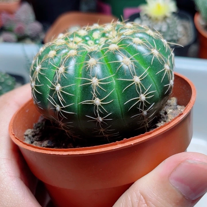 单头中号炫美玉仙人球