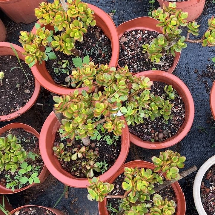 S***学多肉植物实物直播实物102