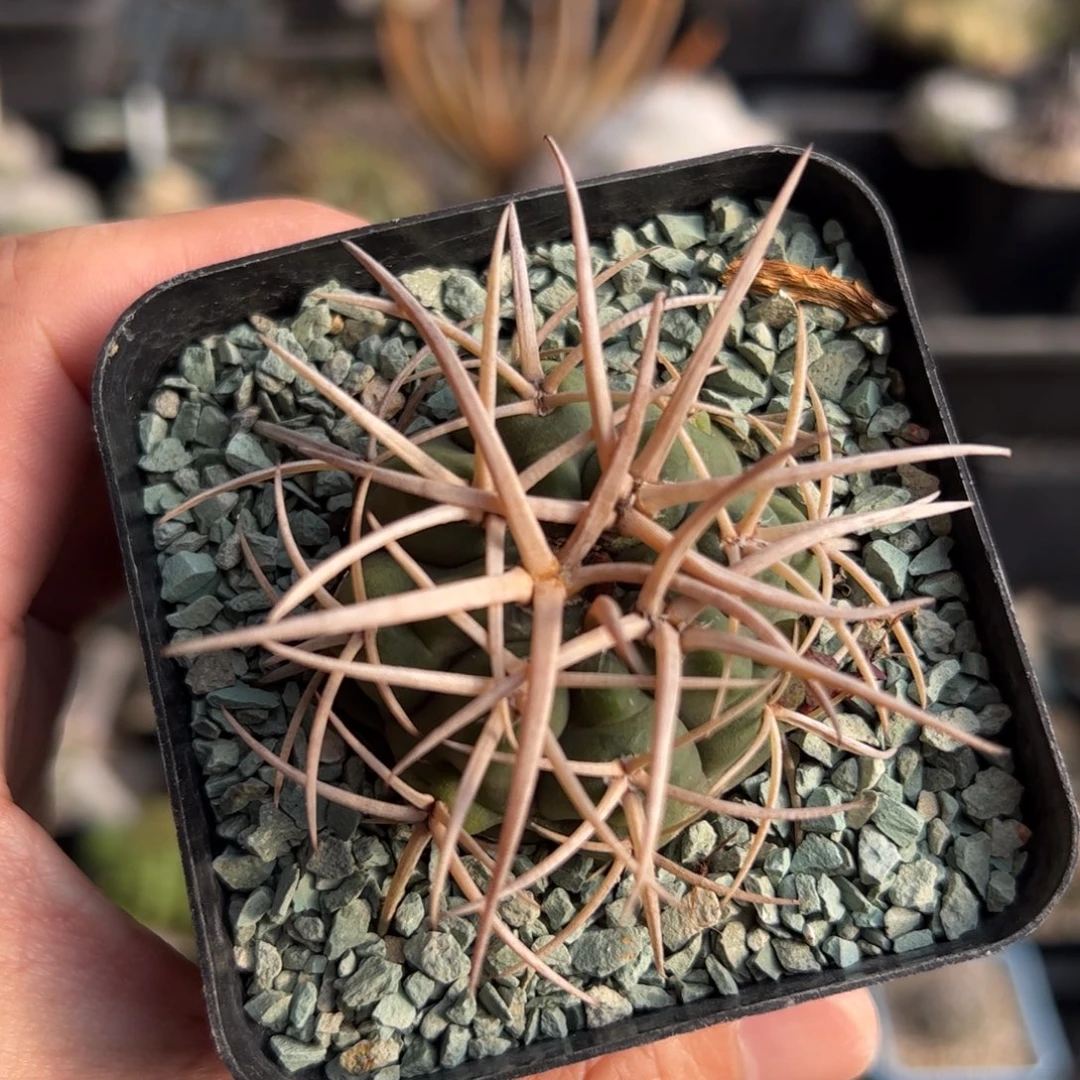 实生超刺 脱土发货